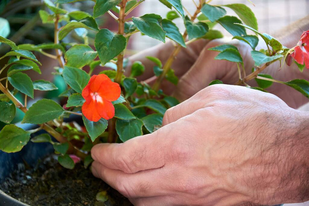 Close-up de mãos masculinas e Impatiens Walleriana flor florescente vermelha. Jovem cuidando do jardim. - Foto, Imagem