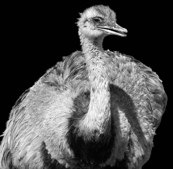 Большая рея (Rhea americana) - бесполётная птица, обитающая в восточной части Южной Америки. Другие названия для большей реи включают в себя серый, распространенный, или американский Рея, Нанду Гуарани или Ема - Фото, изображение