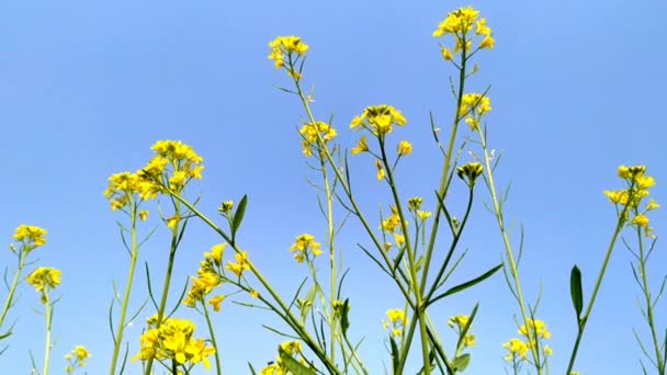Champ de fleurs de moutarde couleurs jaunes une belle journée d'hiver avec ciel bleu - Séquence, vidéo