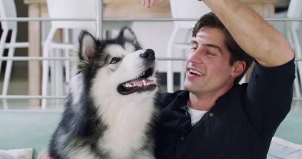 Smile, care and a man training is dog on a sofa in the living room of their home for animal development. Pet. owner and a happy young person teaching his husky a trick in an apartment together. - Footage, Video