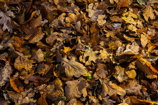 Zökkenőmentes minta ősz arany levelek, hogy egy fényes szőnyeg a földön. - Fotó, kép