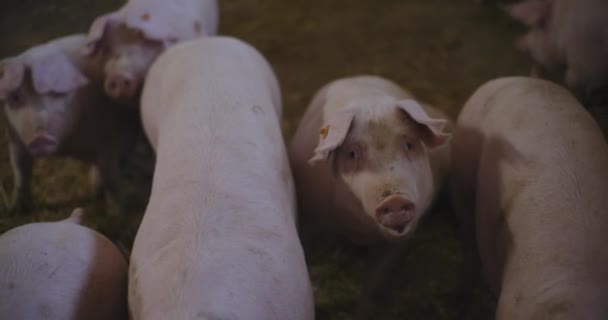 Modern Agricultural Industry Pig Farm View Of Pigs Livestock Farm Agriculture Pork Production. - Footage, Video