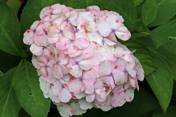 White mophead Hydrangea, of unknown species and variety, flowers in close up with a background of blurred leaves. - Photo, Image