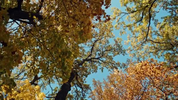 Gyönyörű őszi háttér videó. Sárga levelek hullanak a fák közül a tájban. Kiváló minőségű 4k felvételek - Felvétel, videó