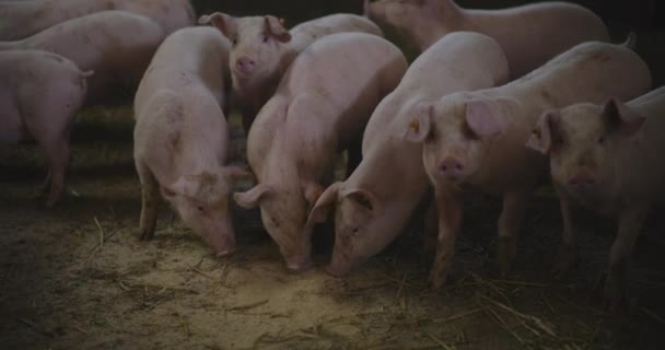 Moderna industria agrícola Granja de cerdo Vista de cerdos Granja ganadera Agricultura Producción de cerdo. - Imágenes, Vídeo