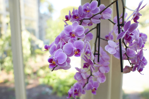 Pembe Phalaenopsis afrodit çiçekleri, bahçede küçük bir melez. Yaz ve bahar zamanı - Fotoğraf, Görsel