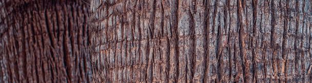 Vista de cerca textura de cocotero de la naturaleza fondo de la foto. Corteza agrietada de palmera tropical vieja. Detalle del tronco superior del patrón de textura de fondo de palmera. Viaje exótico. Selva - Foto, Imagen