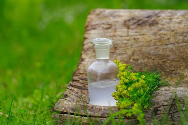 Euphorbia cyparissiasand tincture of milkweed in a white bottle with a cork on the grass. Euphorbia essential oil infusion, extract, remedy, tincture glass bottle with fresh Euphorbia flowers on canvas background - Photo, Image