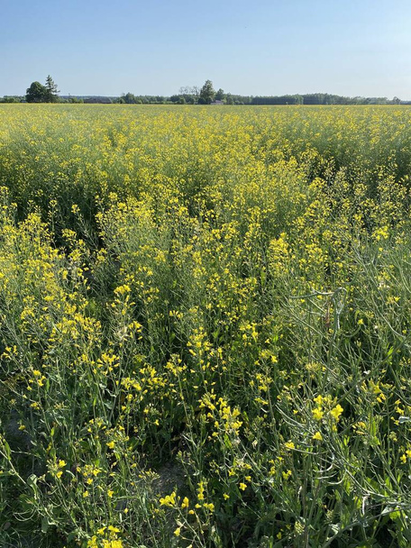 Цветущий рапс близ Влодавы, поле желтое с цветами - Фото, изображение