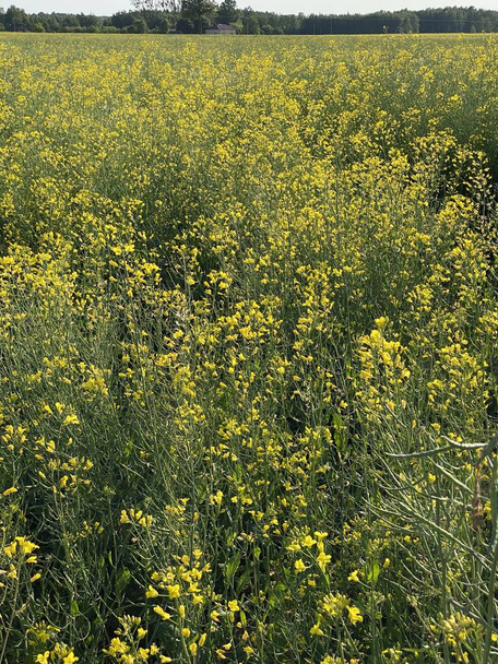 colza en flor cerca de Wlodawa, campo amarillo con flores árbol verde en medio del campo de colza cielo azul - Foto, imagen