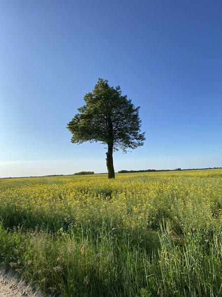 blooming rapeseed near Wlodawa, field yellow with flowers green tree in middle of rapeseed field blue sky - Photo, Image