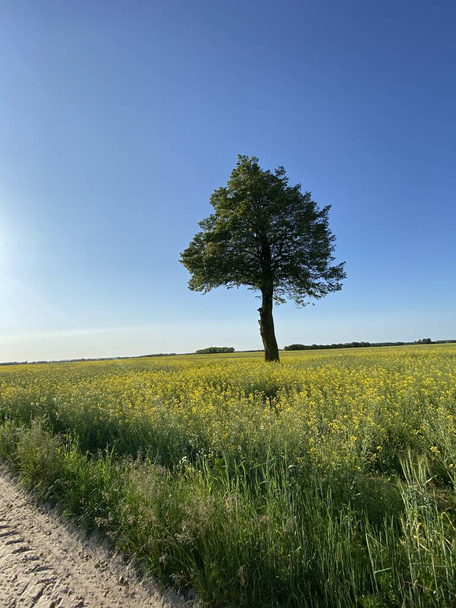 kvetoucí řepka poblíž Wlodawy, pole žluté s květy zelený strom uprostřed řepkového pole modrá obloha - Fotografie, Obrázek