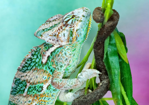 Malý exotický zelený chameleon šplhá na větve stromů a loví hmyz. - Fotografie, Obrázek
