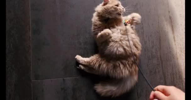 Funny cat playing with toy on floor close-up, Scottish Fold portrait. Haustiere haben Spaß zu Hause. Graues Kätzchen auf dem Boden. Pelziges Haustier im Haus. Wenig beste Freunde. - Filmmaterial, Video