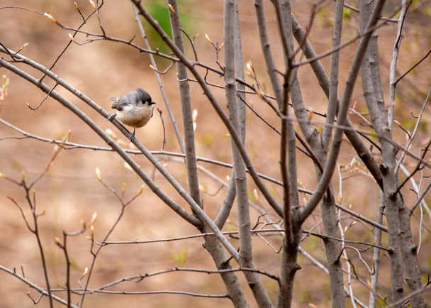 チュフテッド・ティトゥマウスのバイオロポス・バイコロールは,北アメリカの森林に活発なエネルギーをもたらします. その独特な紋章と陽気な demeanor で,この小さな鳥は森に魅力を追加します. - 写真・画像