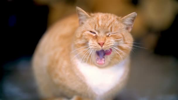 Le mouvement lent du chat roux triste pleure, lèche la barbe et sourit les dents.  - Séquence, vidéo
