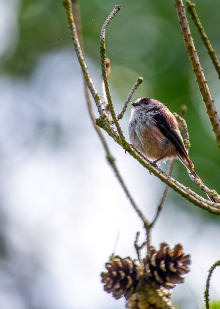 Aegithalos caudatus, the Long-tailed Tit, graces European woodlands with its delightful presence. Recognized by its long tail and cooperative nature, this charming bird adds elegance to the forest. - Fotografie, Obrázek