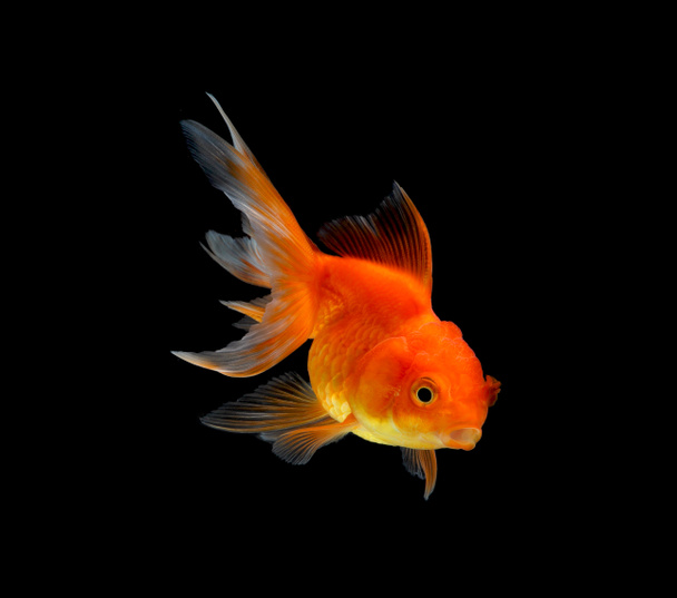 Peixe dourado isolado sobre fundo preto - Foto, Imagem