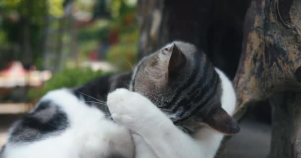 Il gattino lava la faccia godendo il tempo fuori. Carino gatto adulto lava il viso con la zampa, chiudendo gli occhi con piacere e divertimento. Procedura di lavaggio dei gatti obbligatoria prima di andare a letto e dopo aver mangiato - Filmati, video