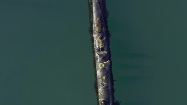 Groupe de phoques, drone aérien et animal en mer par l'eau près d'un quai avec habitat dans un port. Océan, plage et faune dans la nature avec la vie marine en plein air à Miami sur un pipeline prêt pour la natation. - Séquence, vidéo