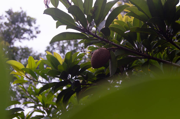 Sapodilla Beauty - Chiko Fruit Plant (en inglés). Fruto de la sapodilla en un árbol, árbol frutal de la sapodilla en el patio tomado de cerca - Foto, imagen