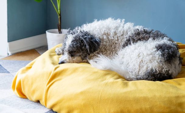 Pet care.cute bichon frise pies siedzi na żółtym łóżku nad niebieskim tle ściany w domu - Zdjęcie, obraz