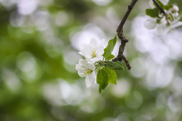 Ramos de árvore de maçã com flores brancas delicadas. - Foto, Imagem