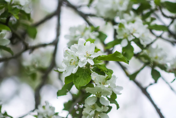 フラワーシーズン。 繊細な白い花を持つアップルツリーの枝. - 写真・画像