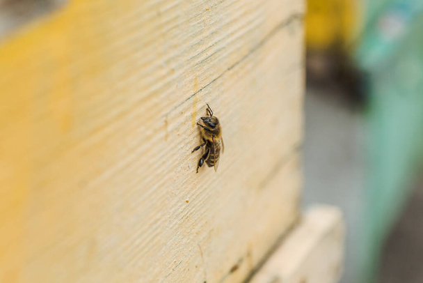 Abeja en la antigua entrada de la colmena. Las abejas regresan de la recolección de miel a la colmena amarilla. Abejas en la entrada. La colonia de abejas melíferas protege a la colmena del saqueo de la miel. las abejas regresan a la colmena después del flujo de miel. Copiar espacio - Foto, imagen