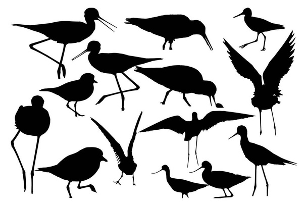 Water birds. Vector images. White background.   - Vector, Image