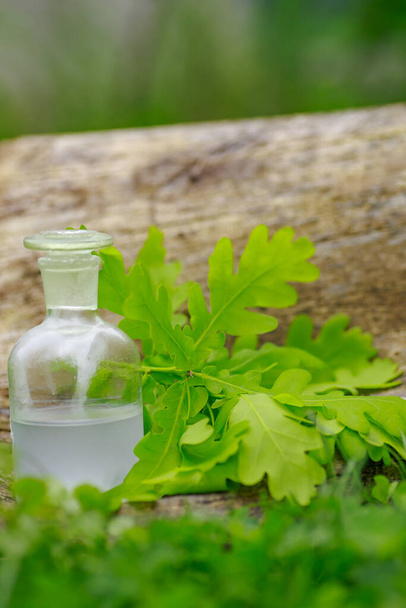 Oak and tincture of oak in a white bottle with a cork on the grass. A medicine bottle next to the oak leaves. Medical preparations from plants. Cooking potions from medicinal plants. - Photo, Image