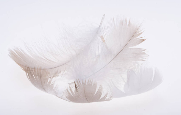 pena cisne no fundo branco - Foto, Imagem