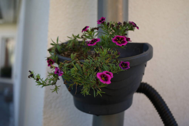 Calibrachoa 'Cabaret Good Night Kiss' blooms in October in a hanging pot on a water pipe. Calibrachoa is a genus of plants in the Solanaceae, nightshade family. Berlin, Germany - Photo, Image