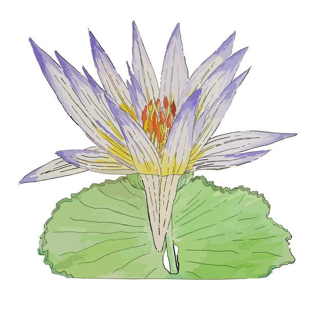 Isolated watercolor waterlily - Διάνυσμα, εικόνα
