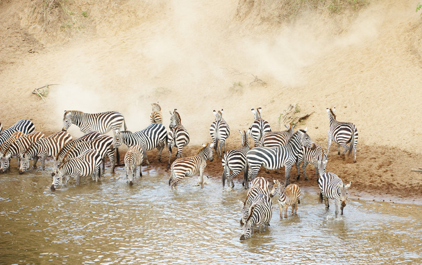 mandria di zebre (Equidi africani) che beve dal fiume
 - Foto, immagini