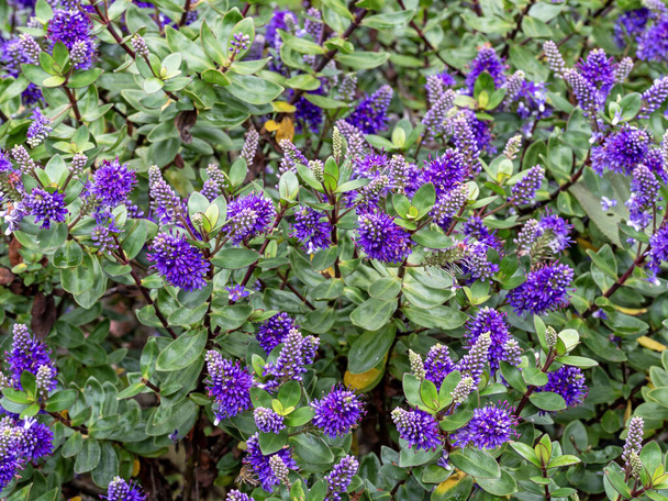 Hedge veronica shrub with purple flower spikes and green leaves - Photo, Image