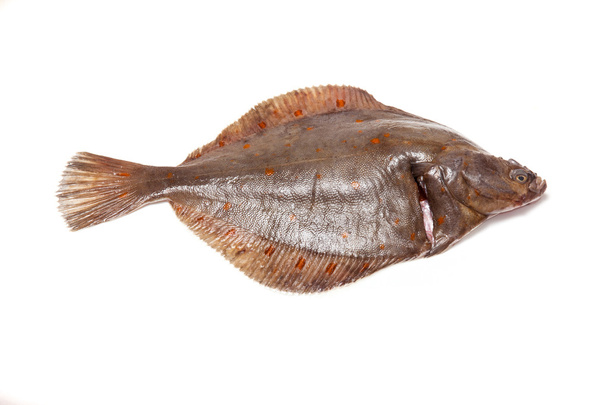 Sima lepényhal hal közelről - Fotó, kép