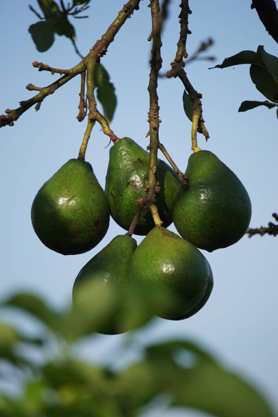 Green young avocado (Persea americana, avocado pear, alligator pear) in the nature background - 写真・画像