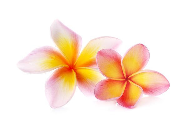 Blüten frangipani (plumeria) isoliert auf weiß - Foto, Bild