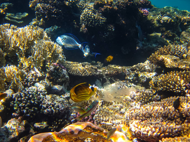 紅海のサンゴ礁の広がりにあるチェトドン・ファシシュタットまたはダイアゴン・バタフライフィッシュ - 写真・画像