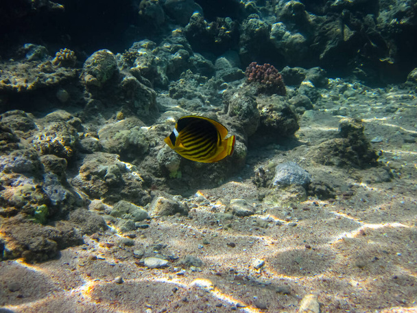 Chaetodon fasciatus o pez mariposa diagonal en las extensiones del arrecife de coral del Mar Rojo - Foto, Imagen