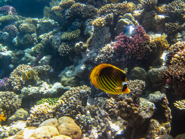 Chaetodon fasciatus ή Diagonal butterflyfish στις εκτάσεις του κοραλλιογενή ύφαλο της Ερυθράς Θάλασσας - Φωτογραφία, εικόνα