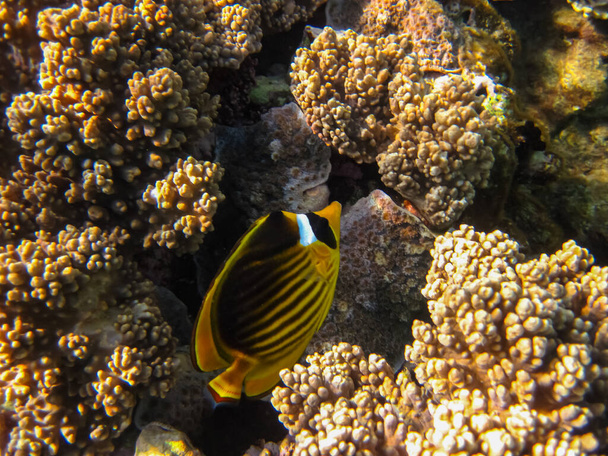 Chaetodon fasciatus или Diagonal butterflyfish в просторах кораллового рифа Красного моря - Фото, изображение
