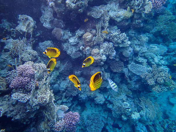 Chaetodon fasciatus ou papillon diagonal dans les étendues du récif corallien de la mer Rouge - Photo, image