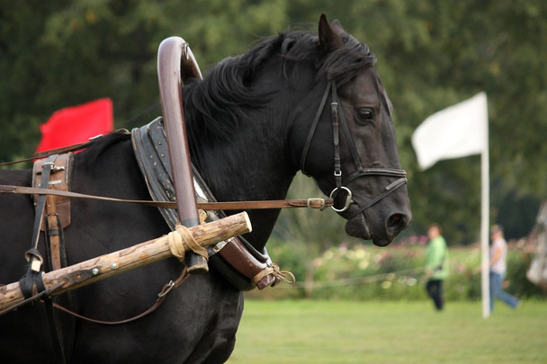 Portrait de cheval noir tirant le harnais
 - Photo, image