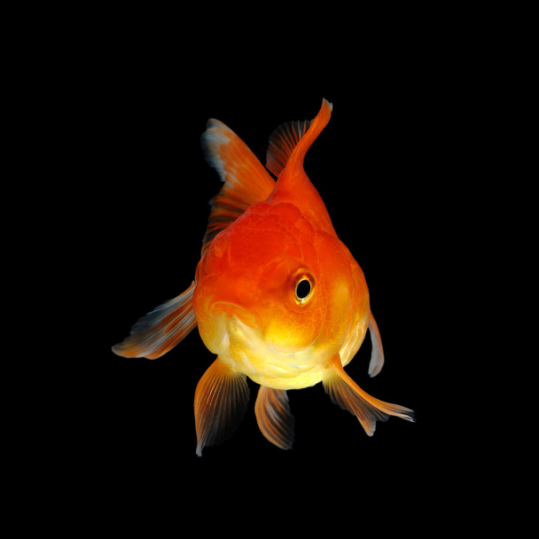 gold fish isolated on black background - Photo, Image
