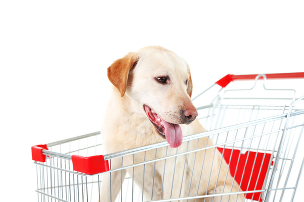 Dog in shopping cart isolated on white - Φωτογραφία, εικόνα