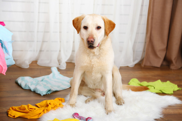 Dog in messy room - Valokuva, kuva