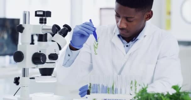 Science, research and black man with microscope, plants and medical engineering in laboratory. Biotechnology, study of nature and pharmaceutical test, scientist or technician with analysis in lab - Footage, Video