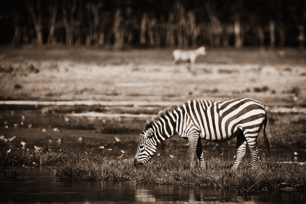 Zebra u Mar.lázní - Fotografie, Obrázek